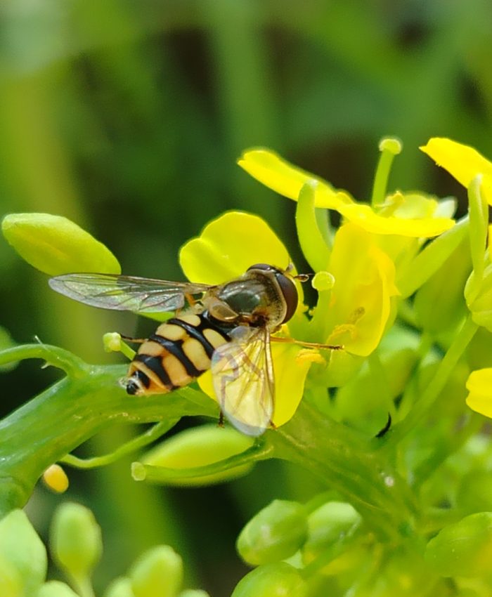 hoverfly (family Syrphidae)
